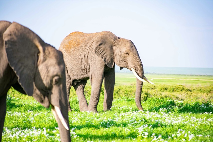 a couple of elephants standing on top of a lush green field