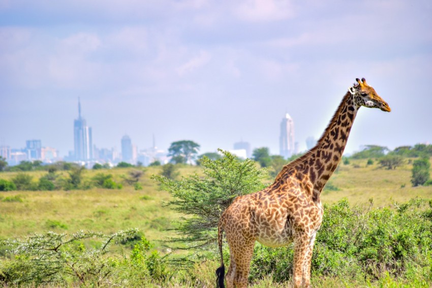 a giraffe standing in a field with a city in the background