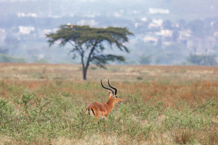 a gazelle standing in a field with a tree in the background