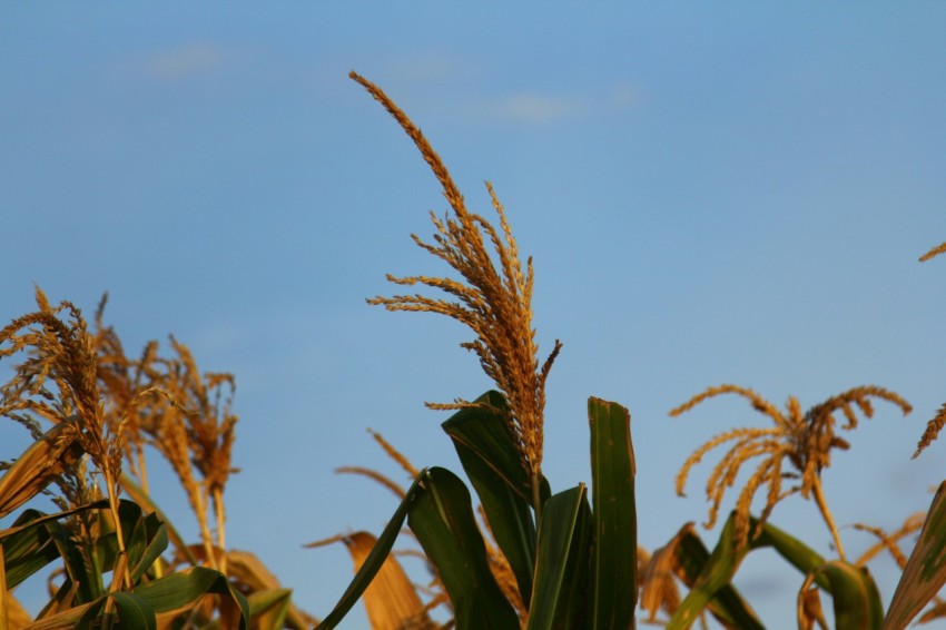 a close up of a plant with a blue sky in the background