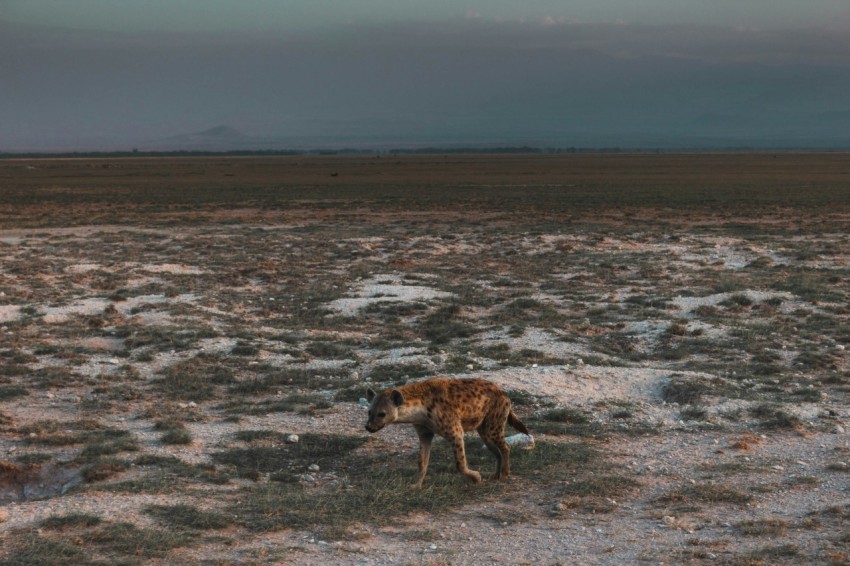 brown and white animal walking on gray sand during daytime