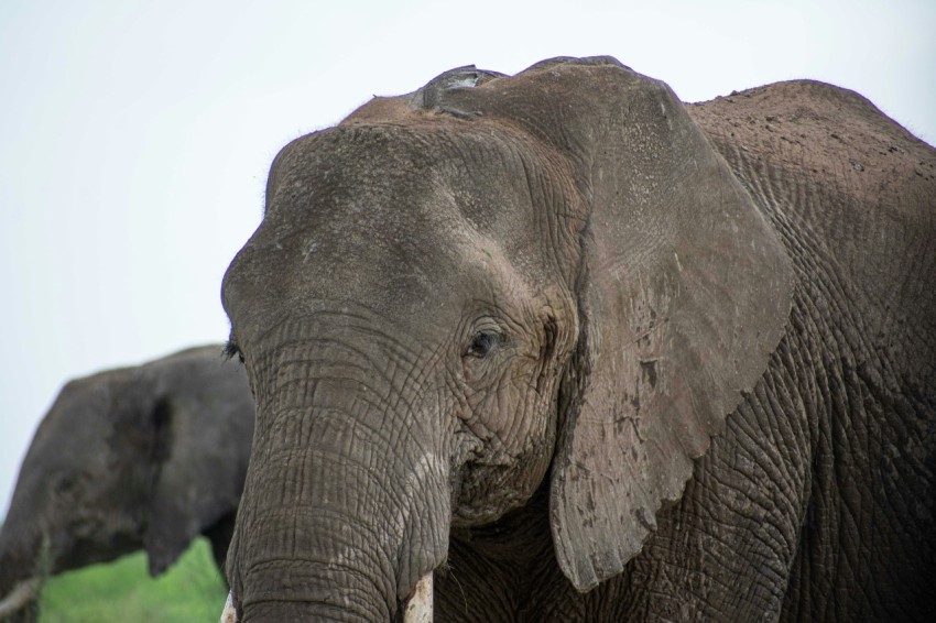 two elephants standing next to each other on a field