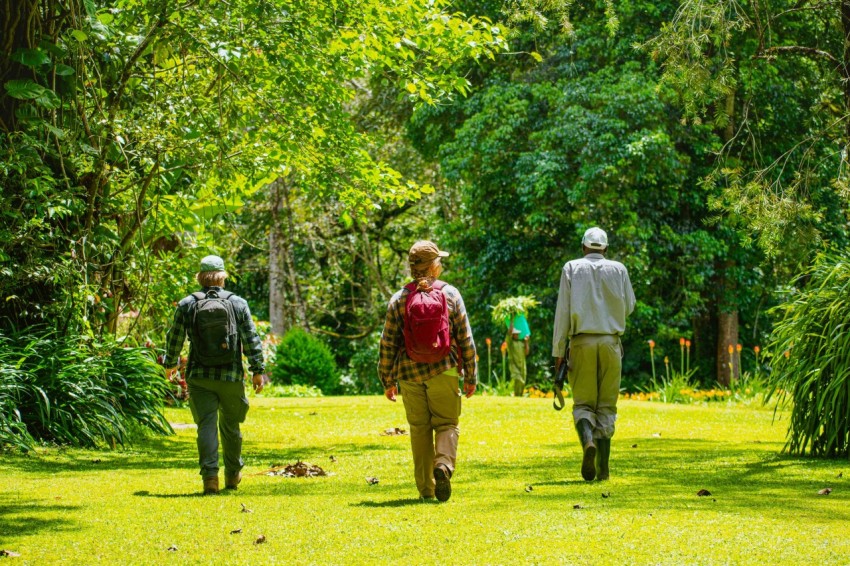 a group of people walking through a lush green forest