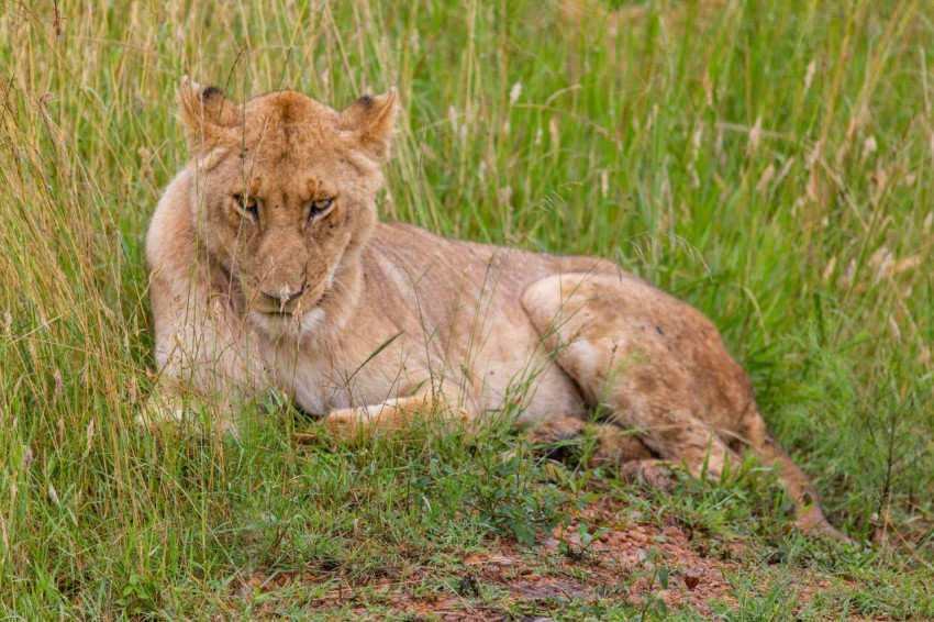 a lion laying down in a field of tall grass cKhti8kR