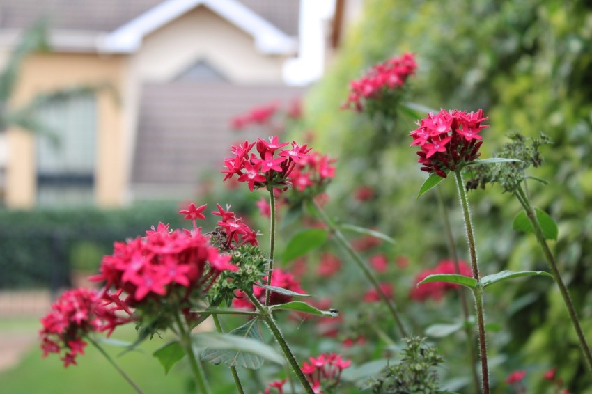 red flowers in a garden with a house in the background