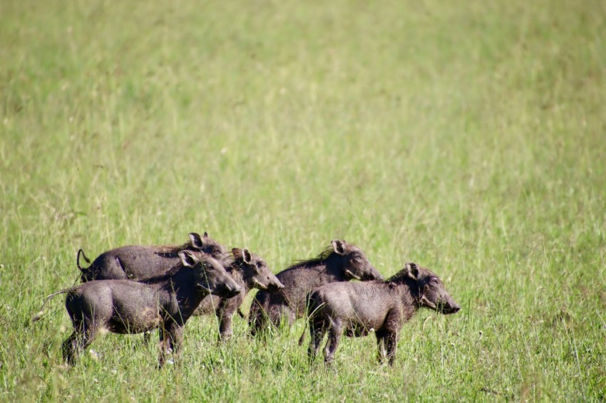 herd of black rhinoceros on green grass field during daytime P7jB