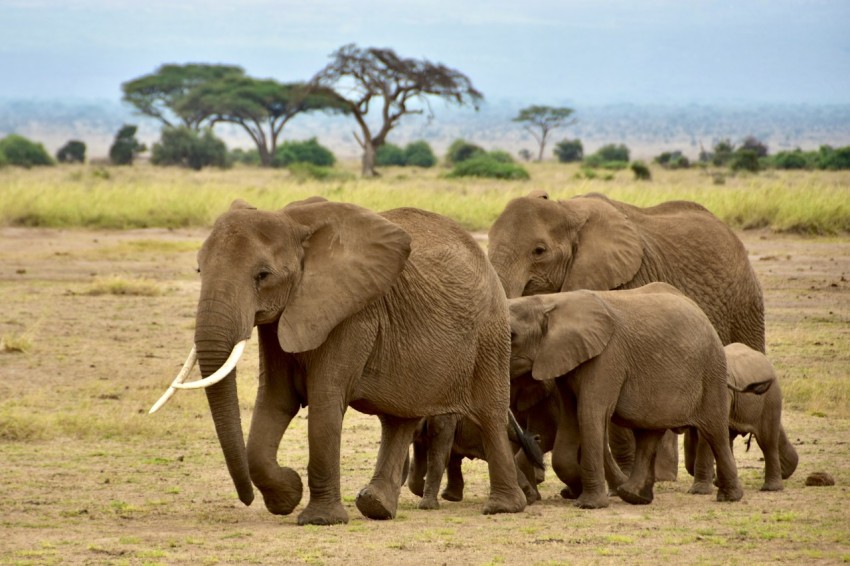 two brown elephants walking on brown field during daytime