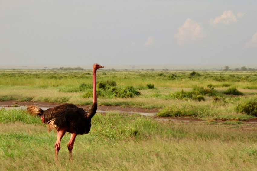 black ostrich on green grass field during daytime _f