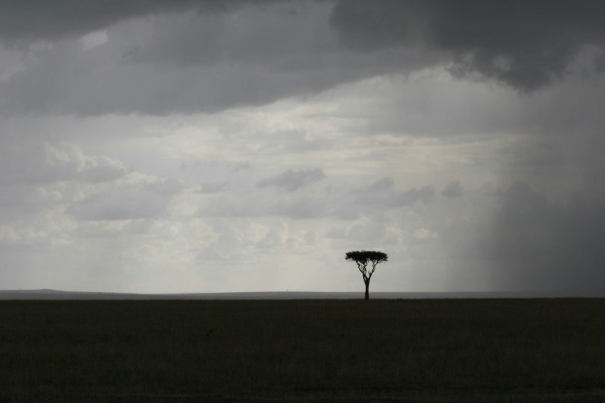 tree in the middle of field taken under white clouds digital wallpaper MSeS