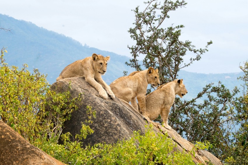 three lions sitting on rock formations at daytime 1pdp