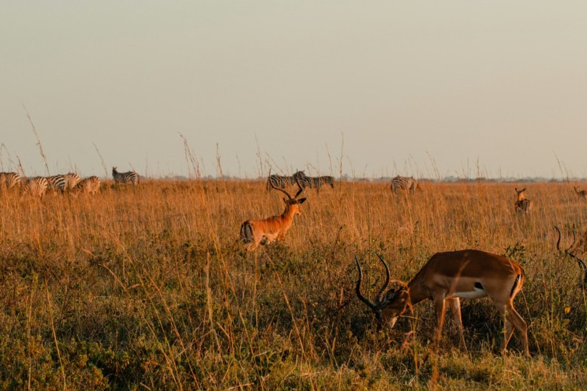 a herd of deer standing on top of a grass covered field