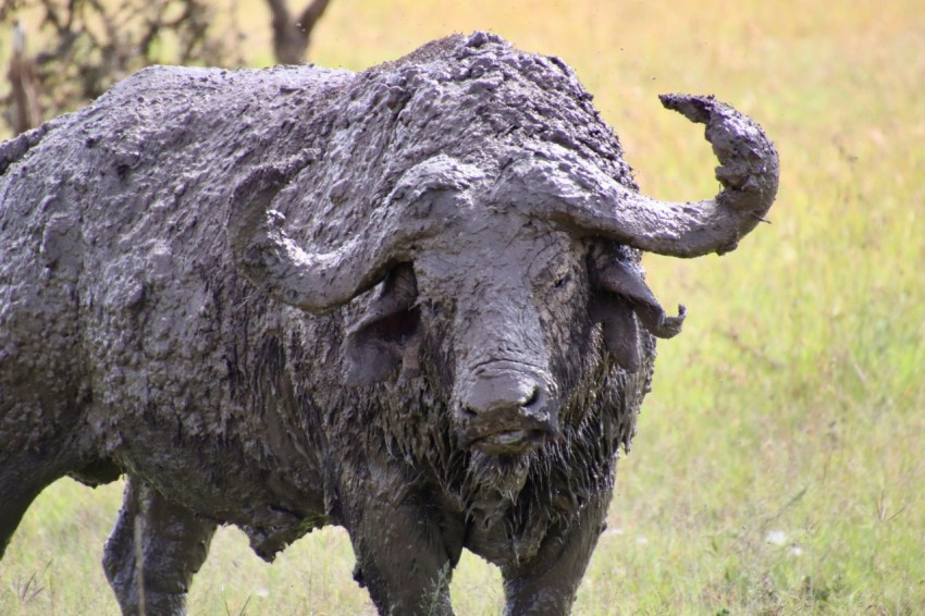 black water buffalo on green grass field during daytime