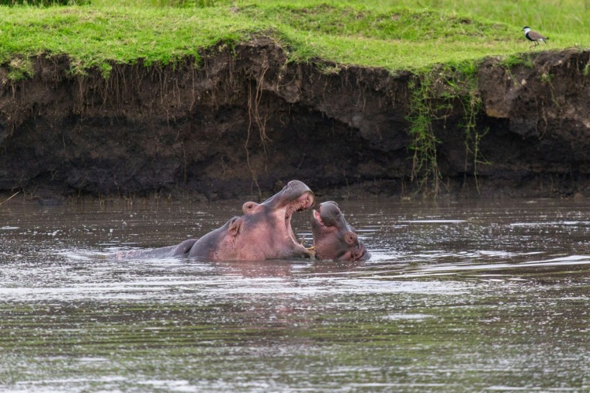 a hippopotamus in a body of water with a bird in the background