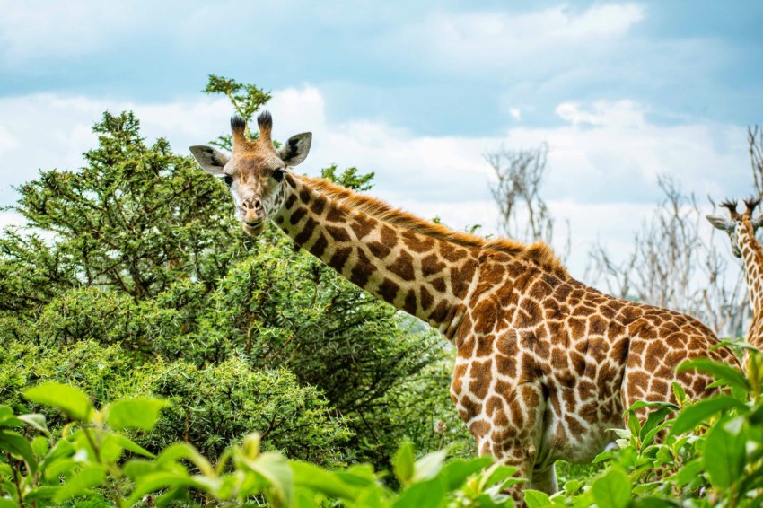 two giraffes standing in the middle of a forest xC8PnBAAM