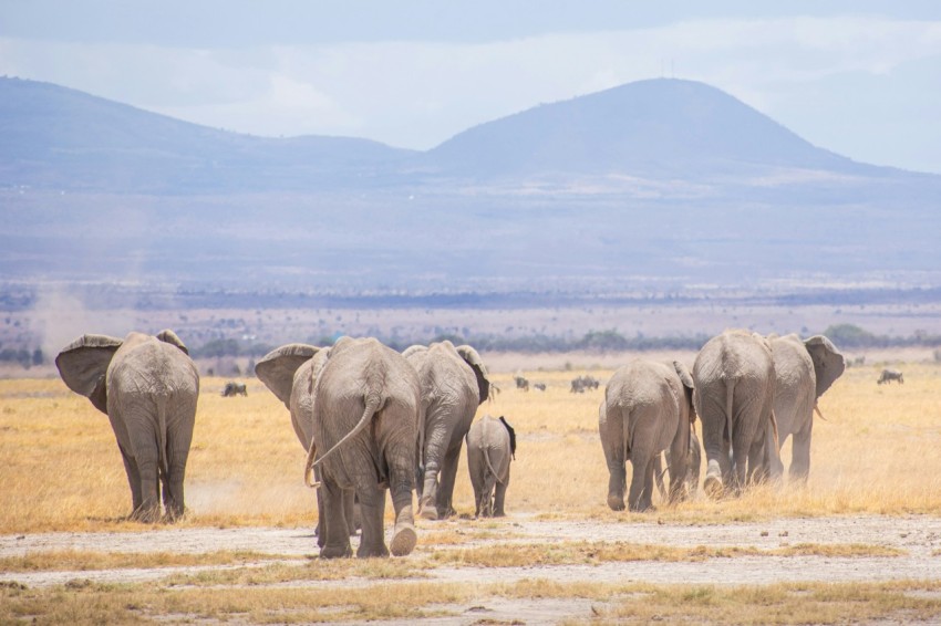 a herd of elephants walking across a dry grass field