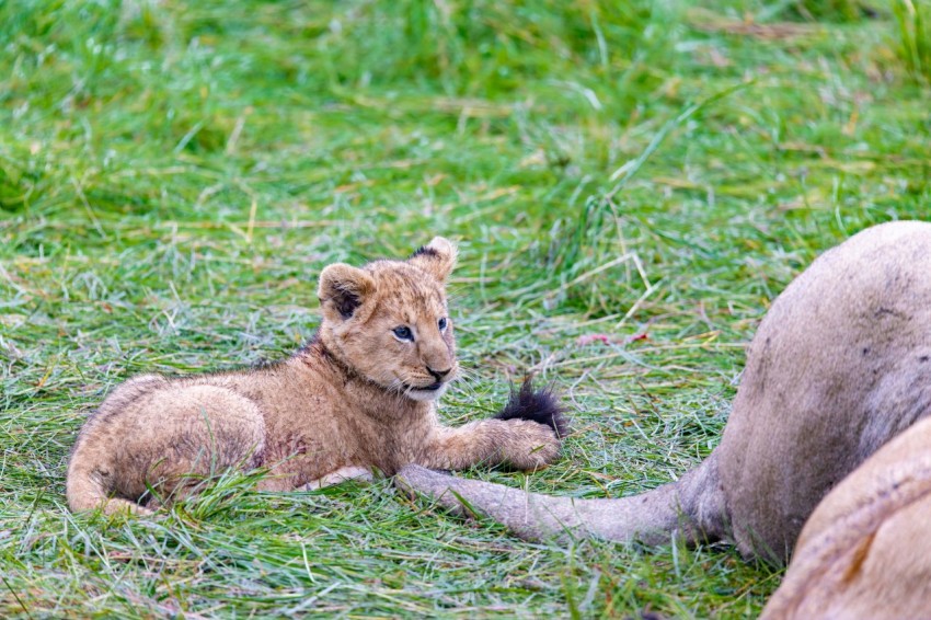 a lion cub laying on the ground next to another lion