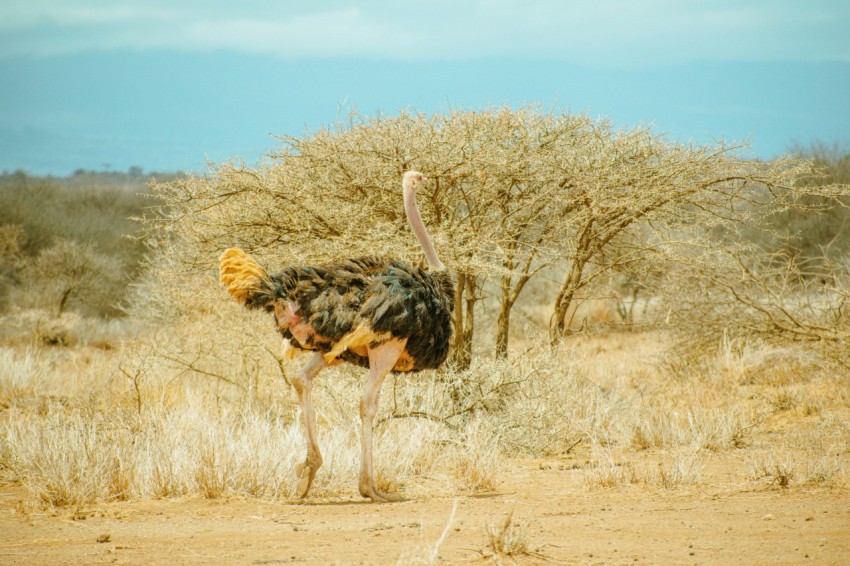 an ostrich standing in a field with a bush in the background