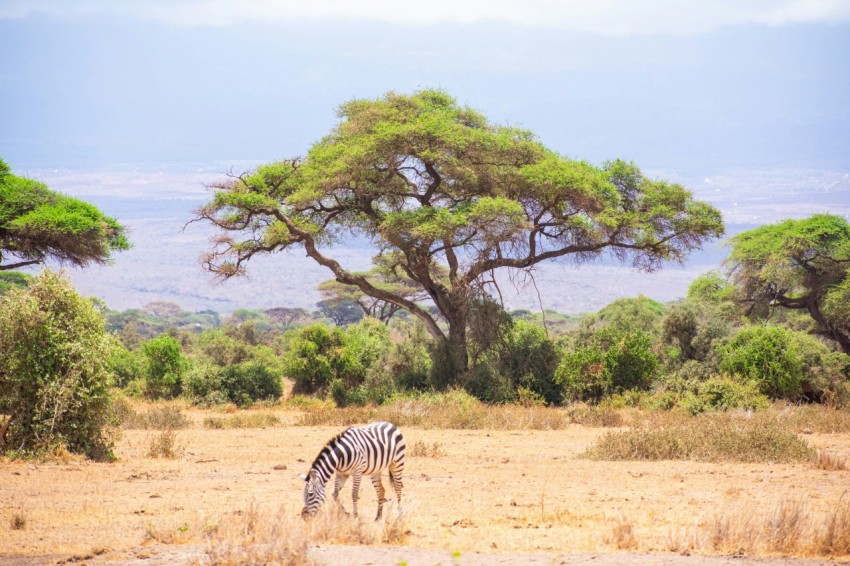 a zebra grazing in a field with trees in the background vPTdHb