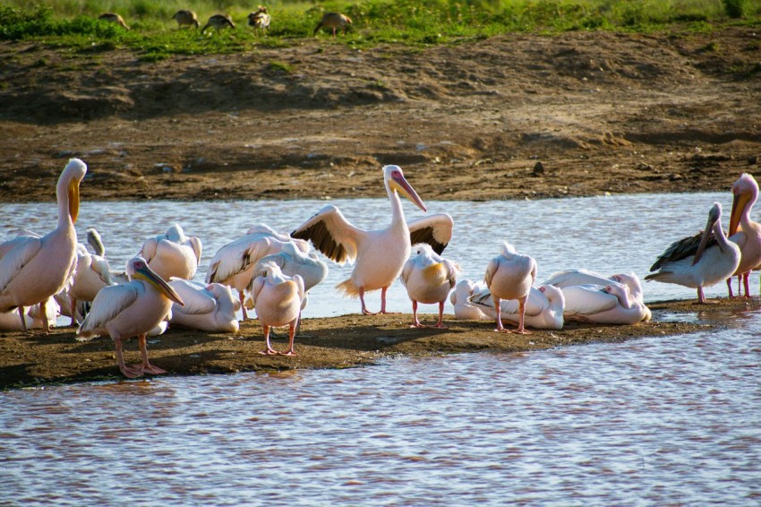 a flock of birds standing on top of a body of water