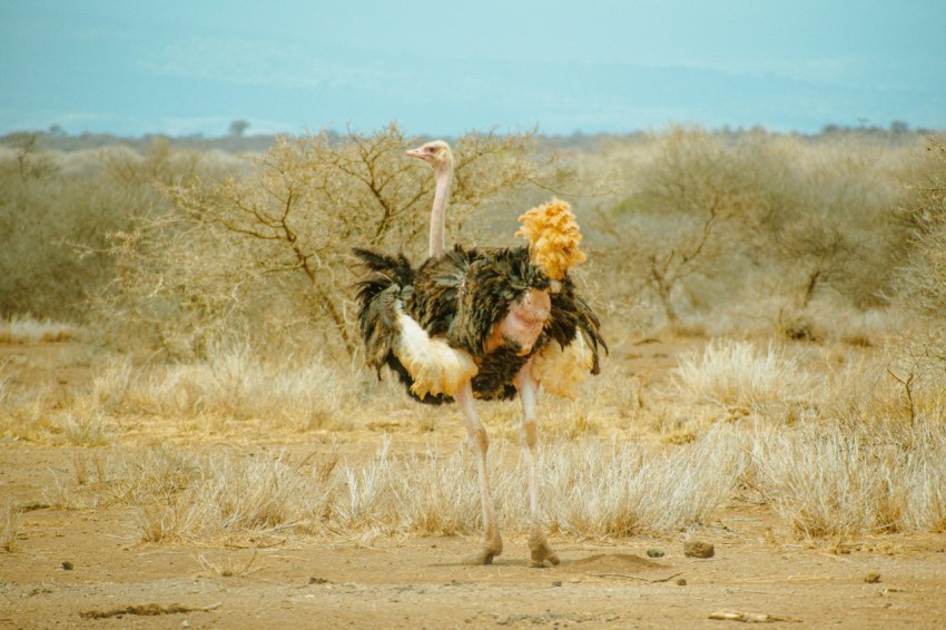 an ostrich is walking in a field with a bush in the background