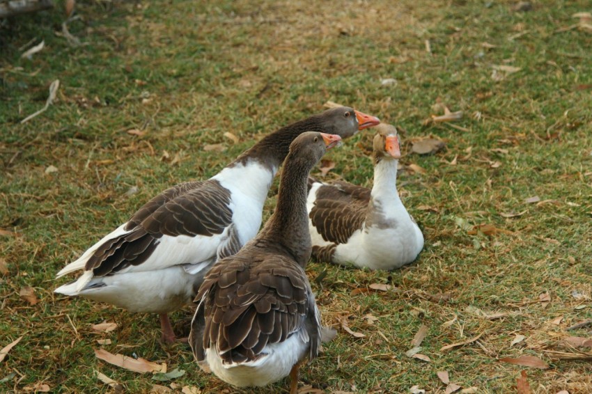 a couple of birds that are standing in the grass lMw1h