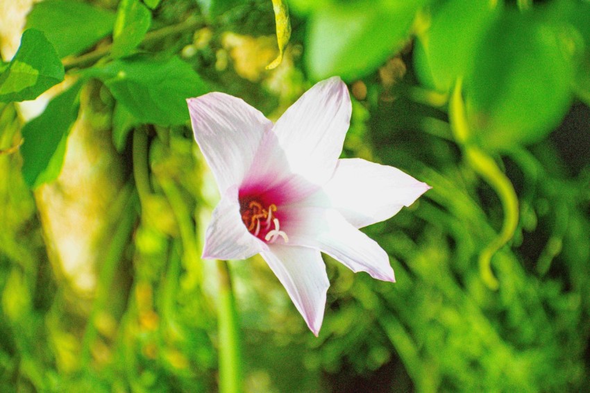 a white and pink flower with green leaves in the background 8NO1X