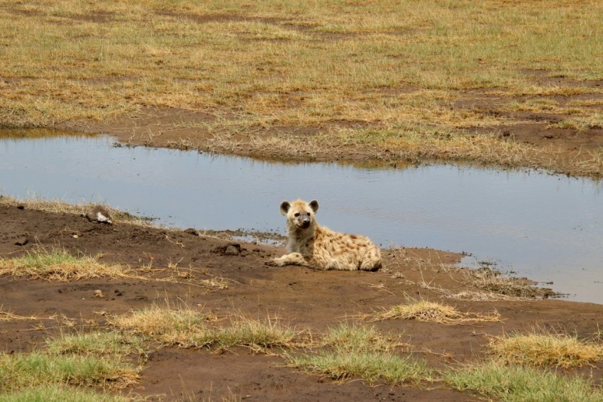 brown and black cheetah on brown grass field during daytime