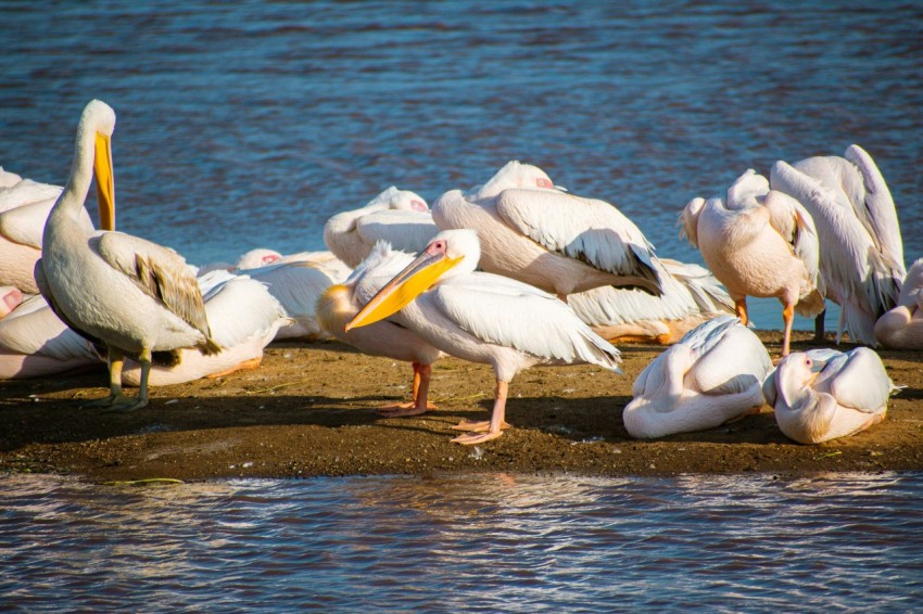 a flock of pelicans standing on a beach next to a body of water n_bfAUc