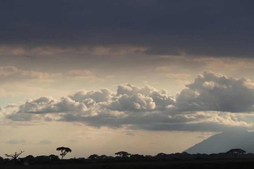 a giraffe standing on a lush green field under a cloudy sky