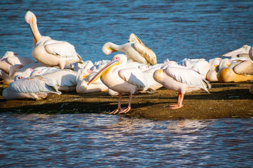 a flock of pelicans standing on the edge of a body of water