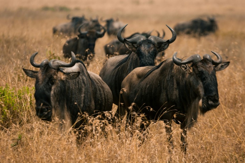 a herd of buffalo standing on top of a dry grass field