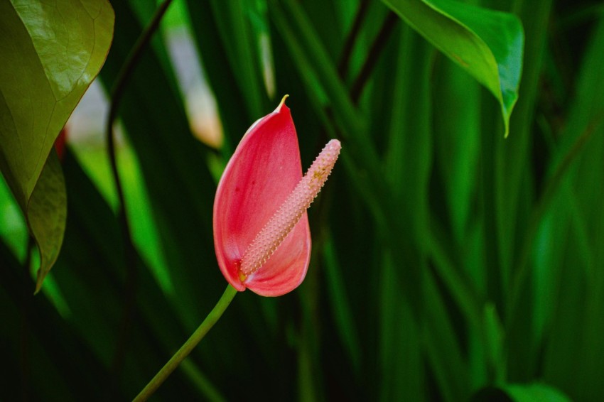 a pink flower with green leaves in the background hxFovdXYu