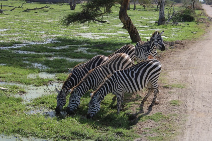 a herd of zebra standing on top of a lush green field