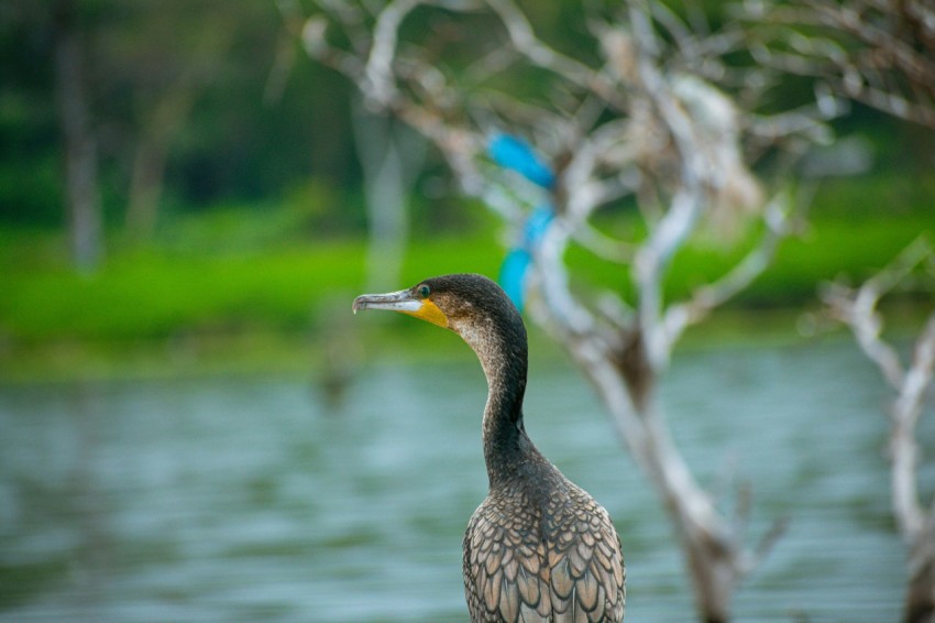 a bird standing on a rock next to a body of water KV