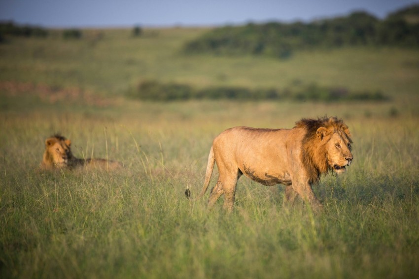 a couple of lions walking across a lush green field