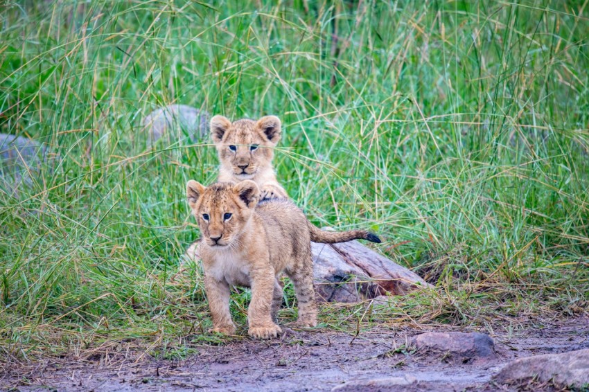 a couple of small lions standing next to each other q