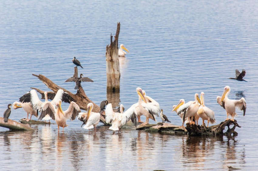 a flock of pelicans sitting on a log in the water _jAD_