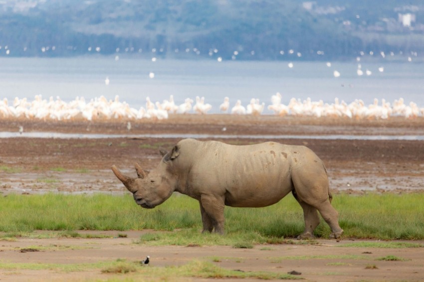 a rhino standing in a field next to a body of water