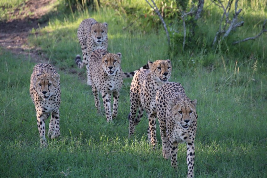 cheetah walking on green grass field during daytime