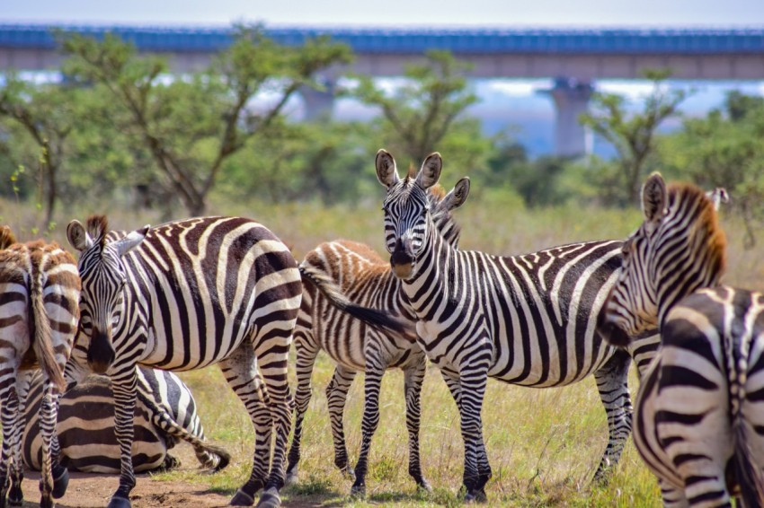 a herd of zebra standing on top of a grass covered field