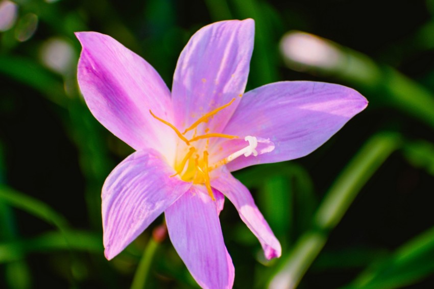 a close up of a pink flower with green leaves in the background