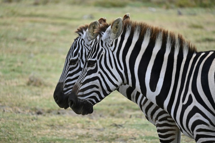 a couple of zebra standing next to each other on a field