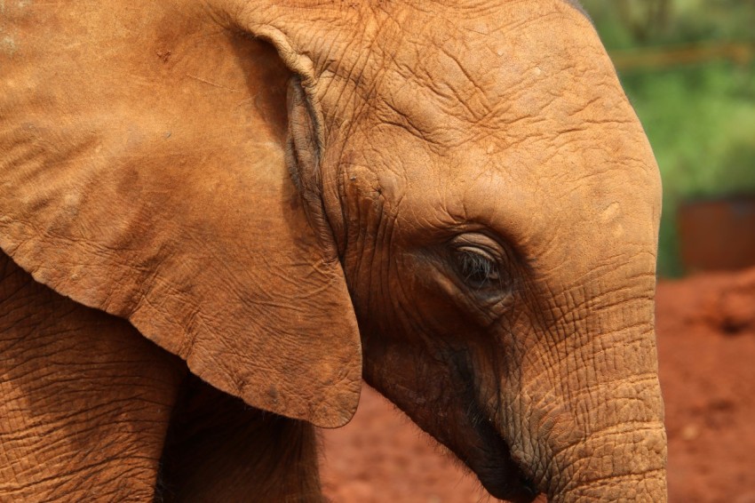 brown elephant in close up photography during daytime