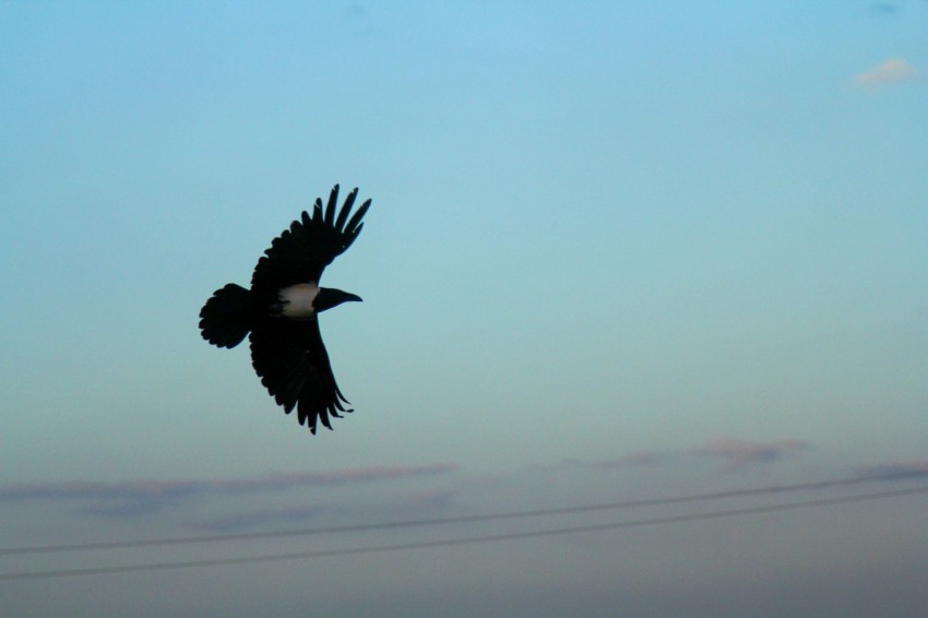 a bird flying in the air with a sky background MWPUH