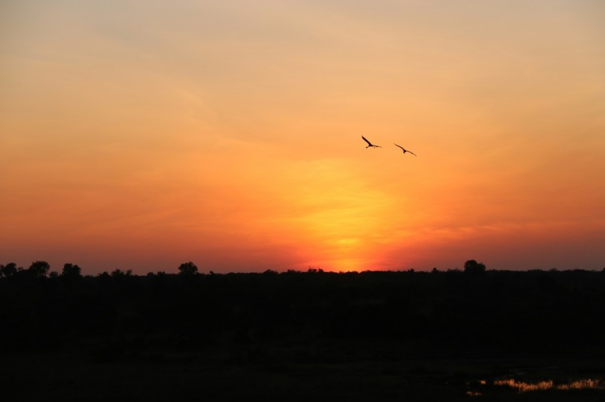 silhouette of birds flying over the trees during sunset