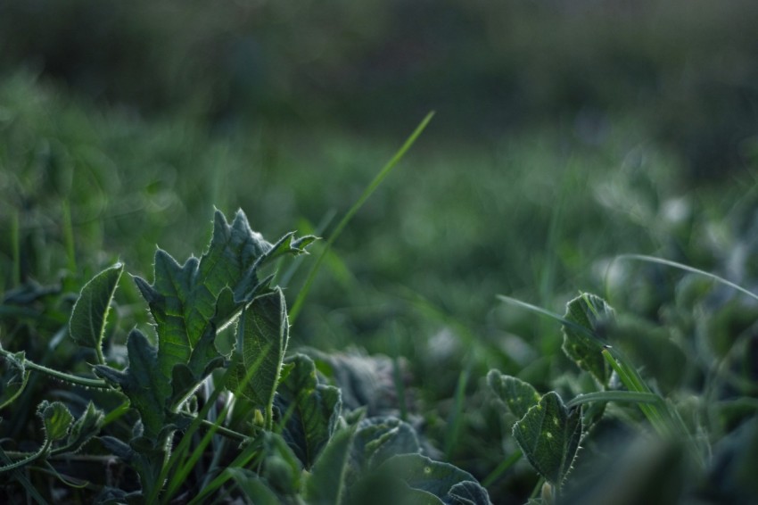 green plant on green grass field during daytime b2N1GrvBA