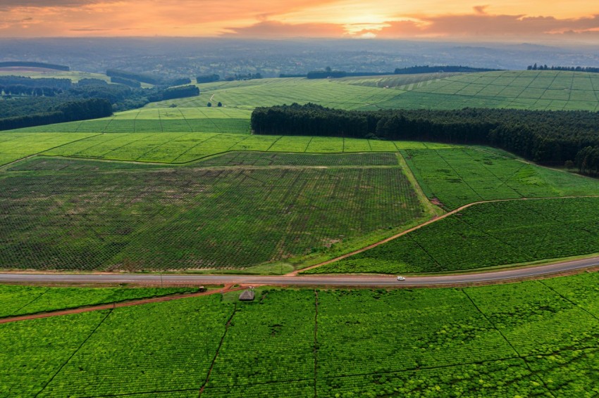 an aerial view of a road running through a lush green field