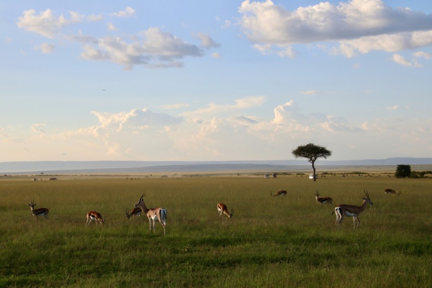 herd of white and brown deer on green grass field under blue and white sunny cloudy