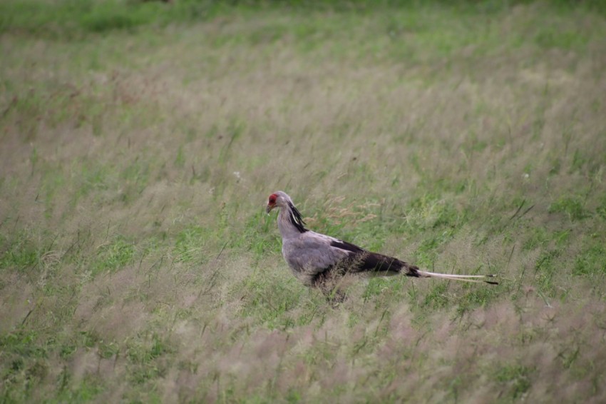 gray and white bird on green grass field during daytime