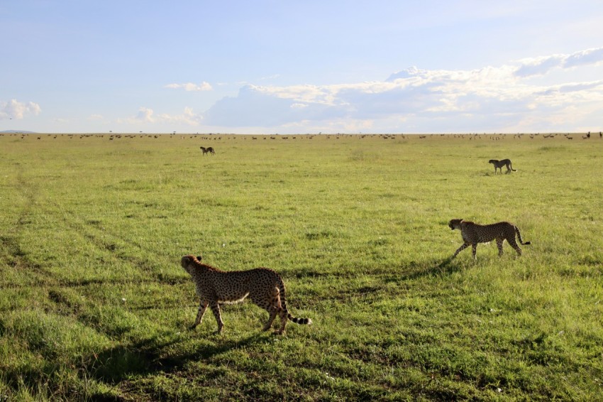 brown and black cheetah on green grass field during daytime